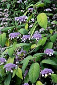 HYDRANGEA  VILLOSA SUBSP. MACROPHYLLA