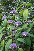 HYDRANGEA VILLOSA SUBSP. MACROPHYLLA