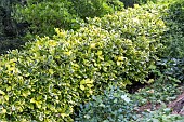 VARIEGATED HOLLY HEDGE