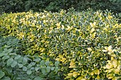 VARIEGATED HOLLY HEDGE