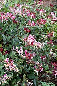 LONICERA PERCLYMENUM SEROTINA