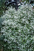 PITTOSPORUM IRENE PATERSON