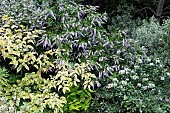 SHRUB BORDER