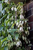 CLEMATIS UROPHYLLA WINTER BEAUTY