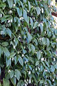 CLEMATIS UROPHYLLA WINTER BEAUTY