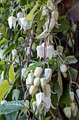 CLEMATIS UROPHYLLA WINTER BEAUTY