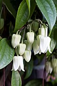 CLEMATIS UROPHYLLA WINTER BEAUTY