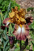 IRIS GERMANICA OFF BROADWAY