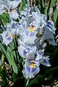 IRIS GERMANICA GRINDELWALD