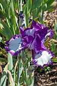 IRIS GERMANICA GOING MY WAY