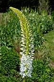 EREMURUS X ISABELLINUS TROPICAL DREAM