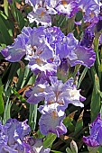 IRIS GERMANICA MISTIGRI