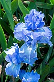 IRIS GERMANICA BEL AZUR