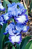 IRIS GERMANICA CITIZANS BAND