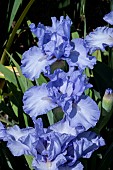 IRIS GERMANICA FATHOM