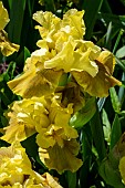 IRIS GERMANICA BANBURY YELLOW