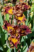 IRIS GERMANICA DUDE