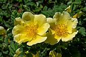 ROSA CANARY BIRD