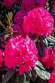 RHODODENDRON CYNTHIA