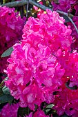 RHODODENDRON CYNTHIA