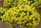 PETUNIA CAPELLA HELLO YELLOW