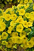 PETUNIA CAPELLA HELLO YELLOW