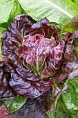 CHICORY PALLA ROSSA PRECOCE