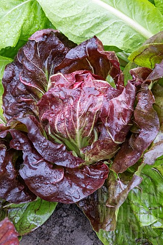 CHICORY_PALLA_ROSSA_PRECOCE
