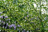 DAVIDIA INVOLUCRATA