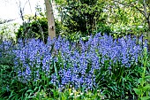 HYACINTHOIDES HISPANICA