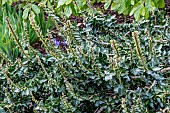 HEDERA HELIX CONGLOMERATA ERECTA