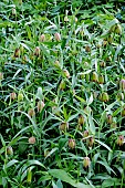 FRITILLARIA PONTICA