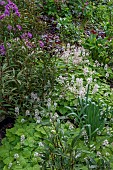 SPRING BORDER