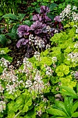 TIARELLA CORDIFOLIA