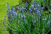 CAMASSIA LEICHTLINII