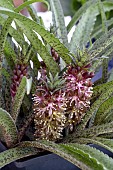 EUCOMIS OCTOPUS