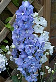 DELPHINIUM GUARDIAN LAVENDER & WHITE