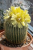 NOTOCACTUS LENINGHAUSII