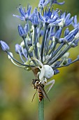 WHITE CRAB SPIDER AND HOVERFLY