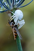 WHITE CRAB SPIDER AND HOVERFLY