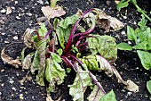 CERCOSPORA LEAF SPOT ON BEETROOT