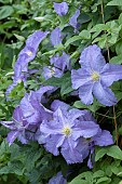 CLEMATIS DOMINIKA