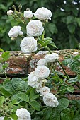 ROSA LONG JOHN SILVER