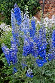 DELPHINIUM PERICLES