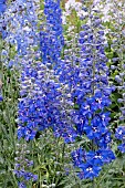 DELPHINIUM PERCLES