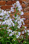 CAMPANULA LACTIFLORA PRICHARDS VARIETY