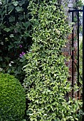 TRACHELOSPERMUM JASMINOIDES VARIEGATA