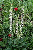 VERBASCUM CHAIXII ALBUM