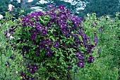 CLEMATIS ETOILE VIOLETTE