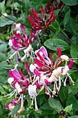LONICERA PERICLYMENUM HONEY BUSH
